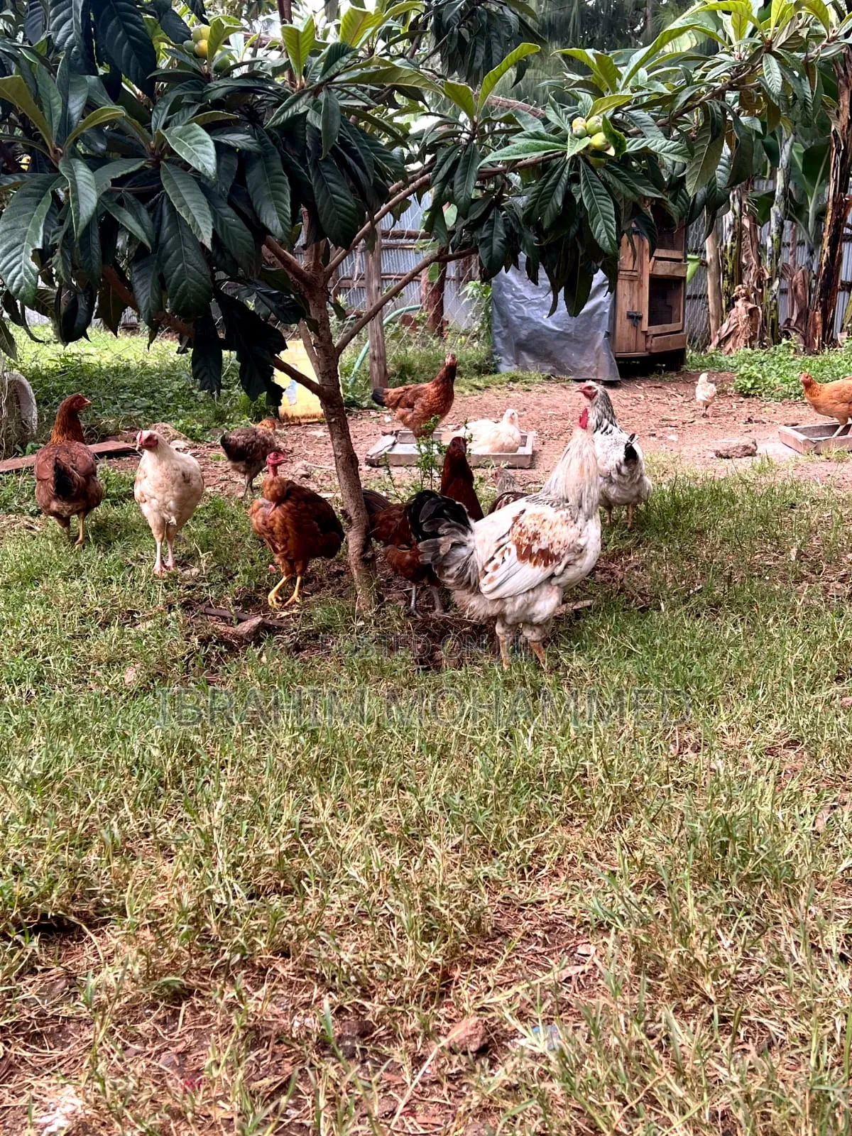 Chickens for Sale