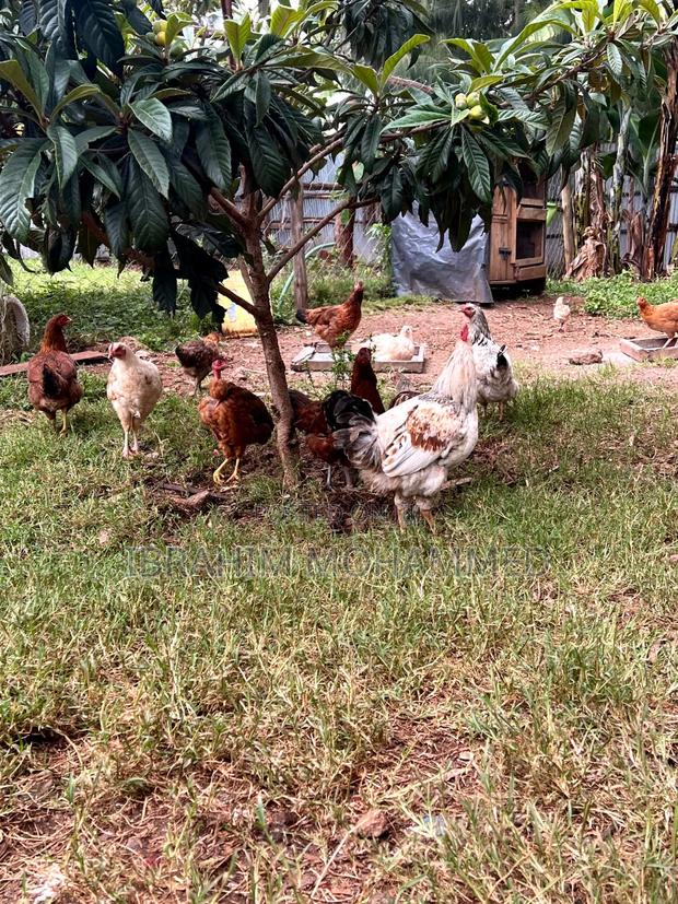 Chickens for Sale - thumbnail 12