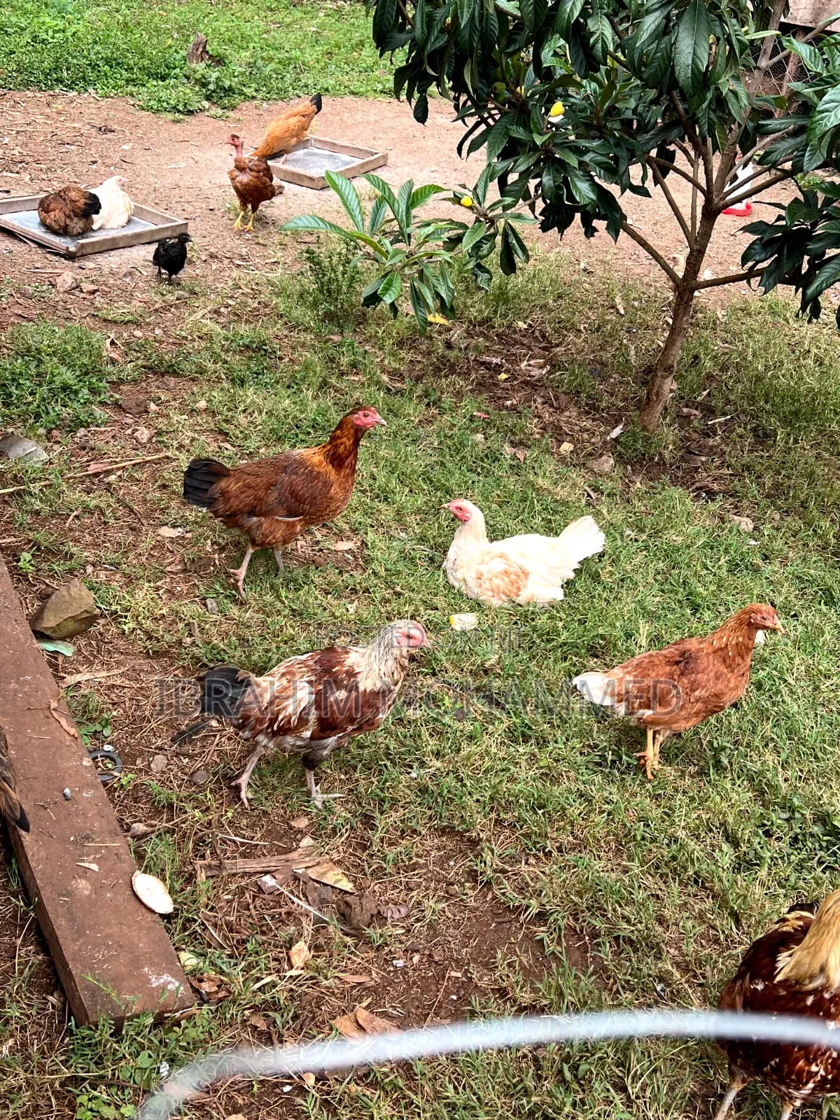 Chickens for Sale