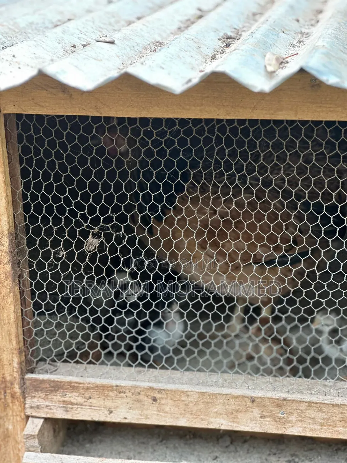 Chickens for Sale