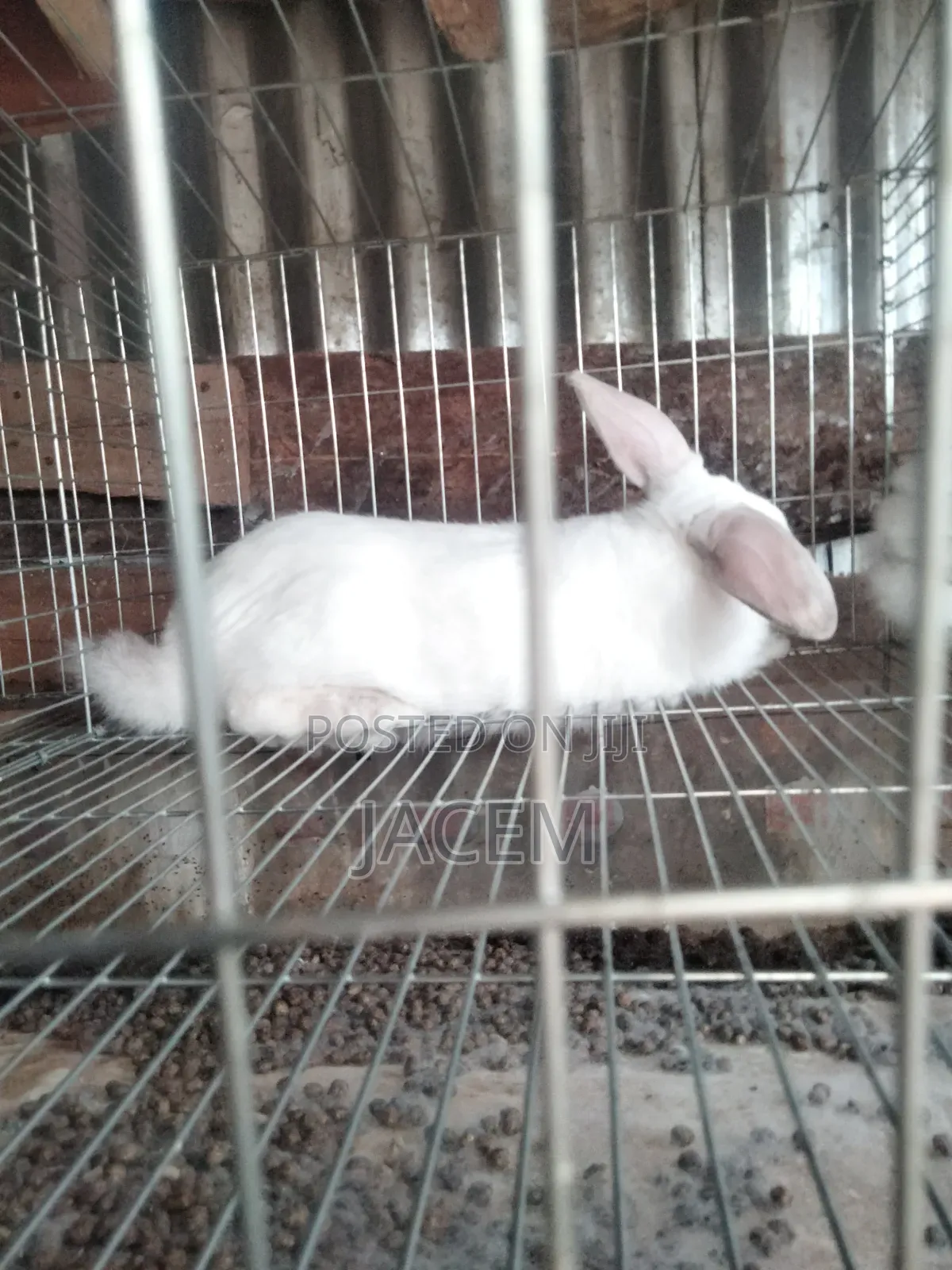 Rabbits For Sale