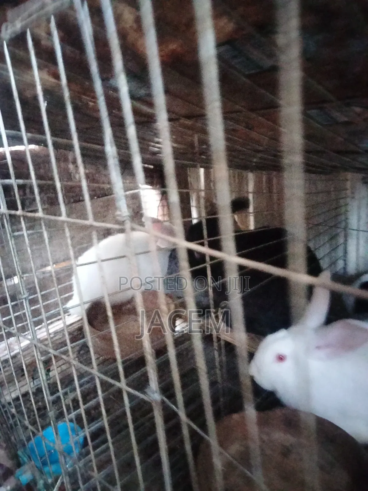 Rabbits For Sale