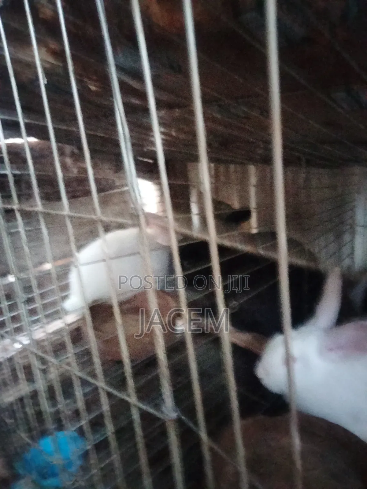 Rabbits For Sale