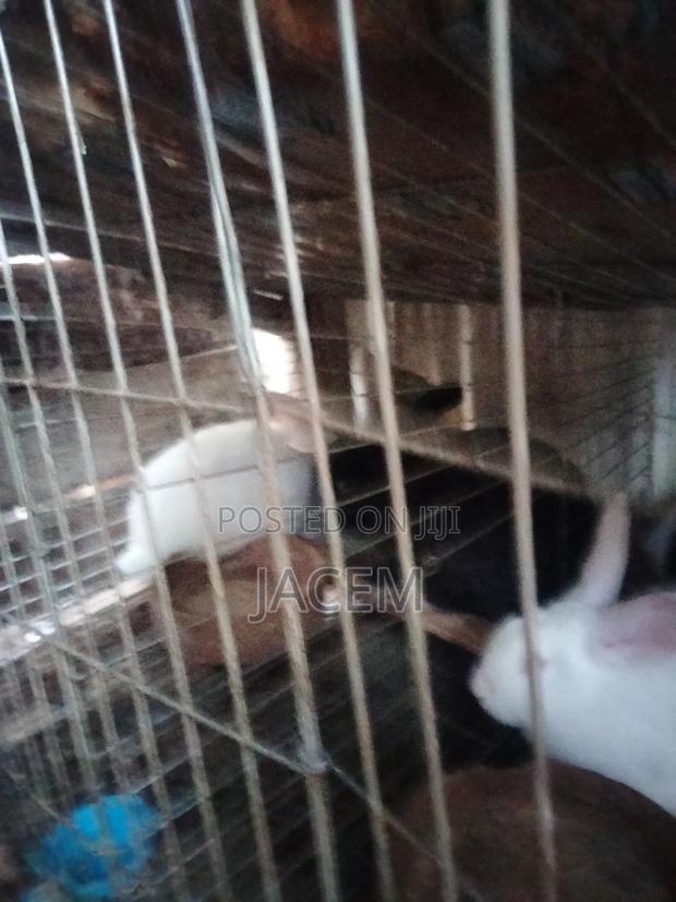 Rabbits for Sale - thumbnail 3