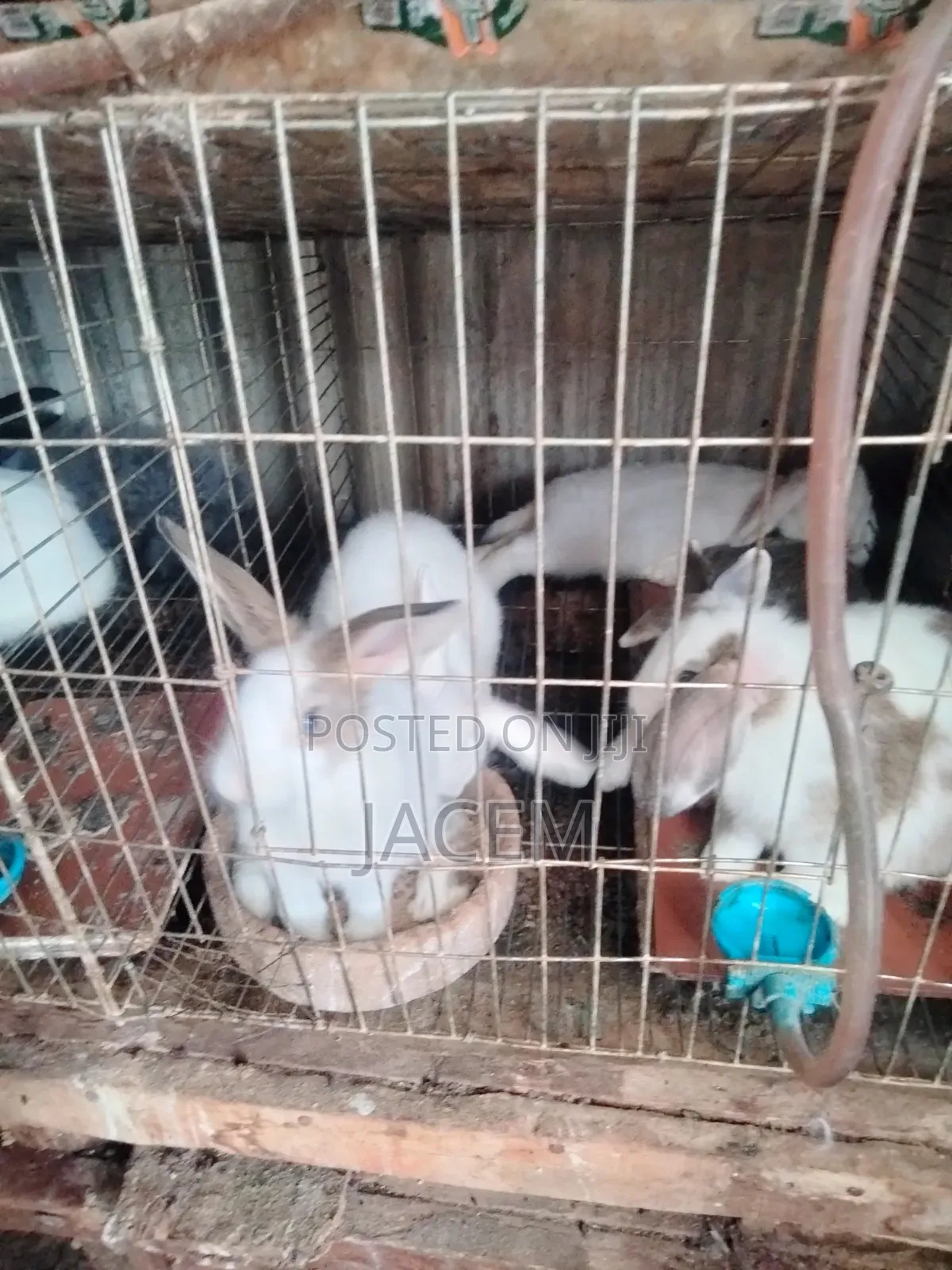 Rabbits For Sale