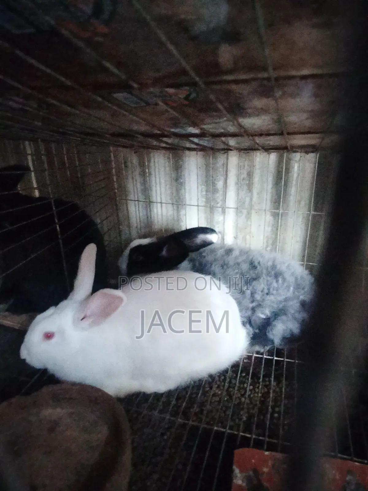 Rabbits For Sale