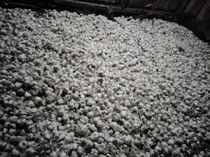 Garlic For Sale.
