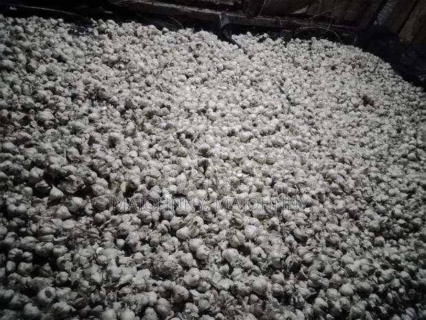 Garlic For Sale.