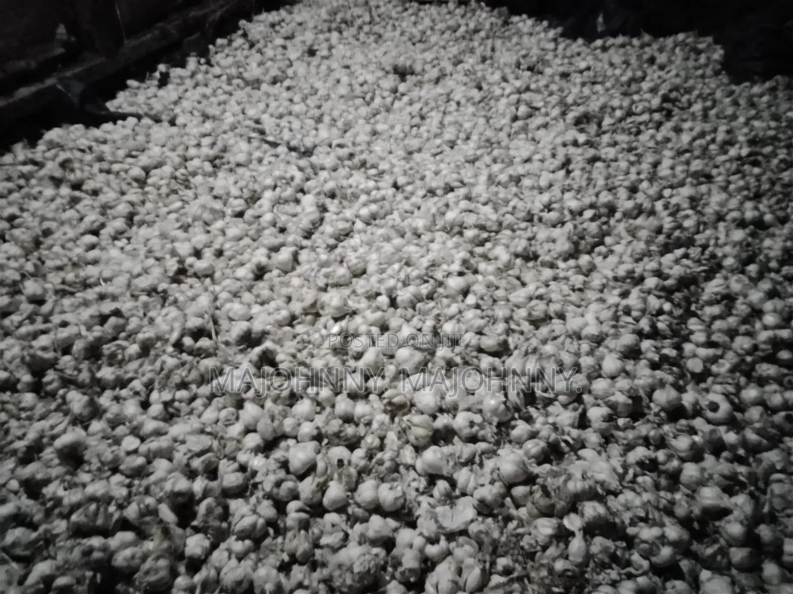 Garlic For Sale.