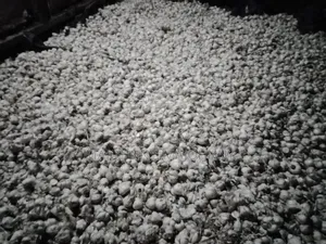 Garlic For Sale.