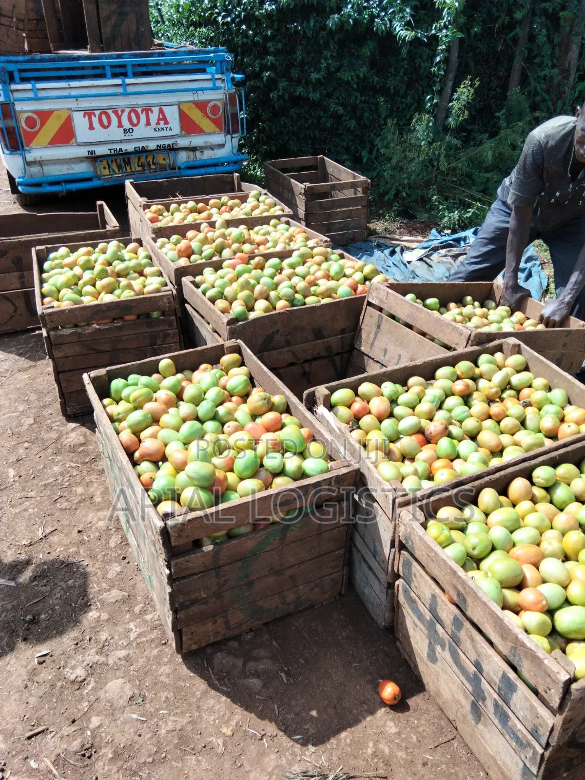 Tomatoes for Sale