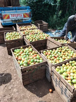 Tomatoes for Sale