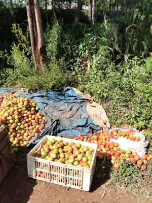 Tomatoes for Sale