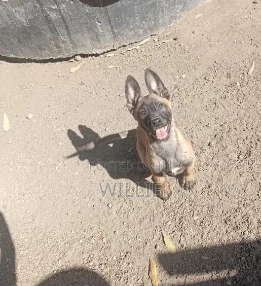 1-3 months Male Purebred Belgian Malinois