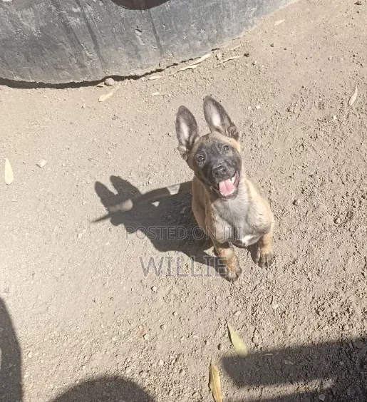 1-3 months Male Purebred Belgian Malinois
