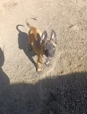 1-3 months Male Purebred Belgian Malinois