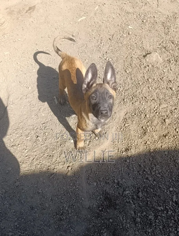 1-3 months Male Purebred Belgian Malinois