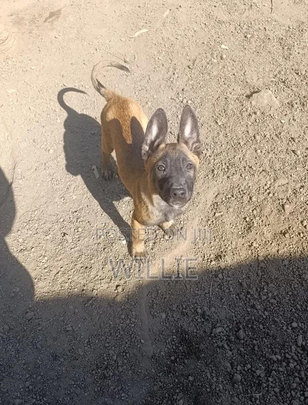 1-3 months Male Purebred Belgian Malinois - thumbnail 2