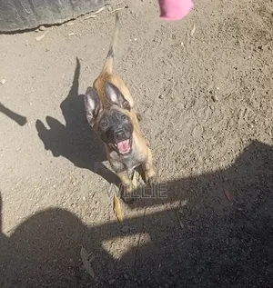 1-3 months Male Purebred Belgian Malinois