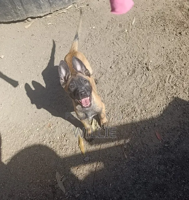 1-3 months Male Purebred Belgian Malinois