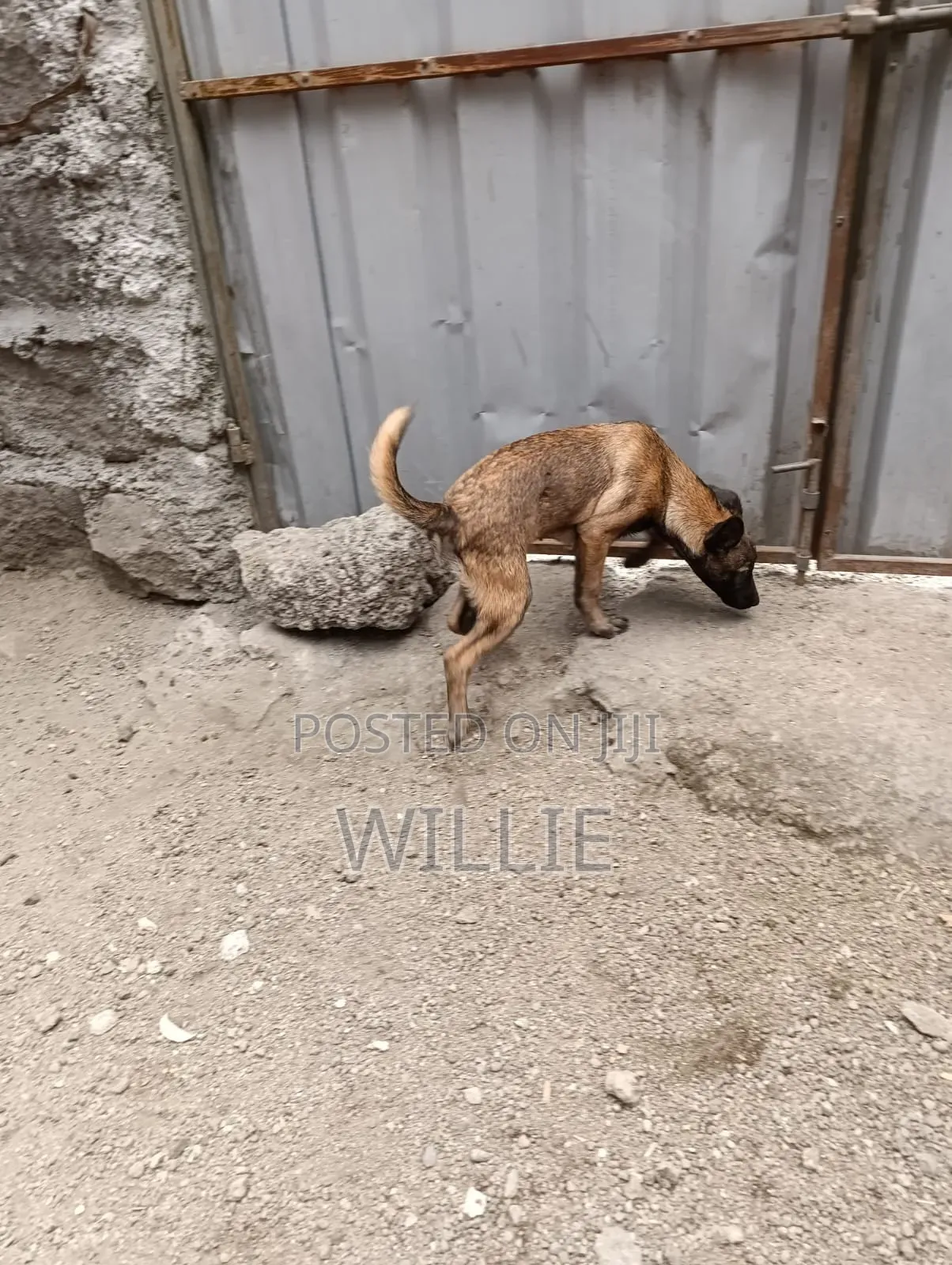 1-3 months Male Purebred Belgian Malinois