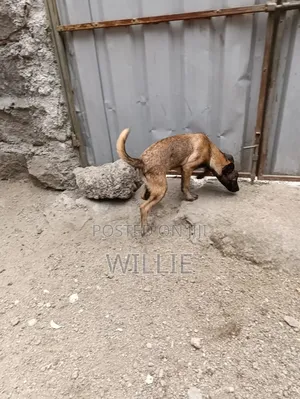 1-3 months Male Purebred Belgian Malinois