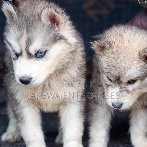 1-3 months Female Purebred Siberian Husky