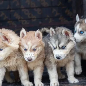 1-3 months Male Purebred Siberian Husky