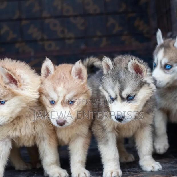 1-3 months Male Purebred Siberian Husky - main view