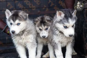 1-3 months Male Purebred Siberian Husky