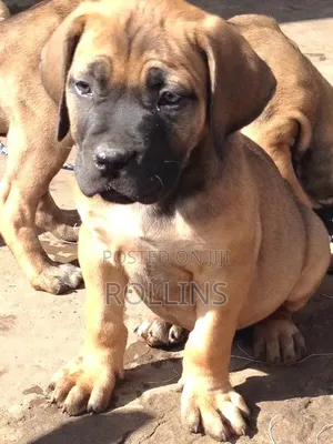 1-3 months Male Purebred Boerboel