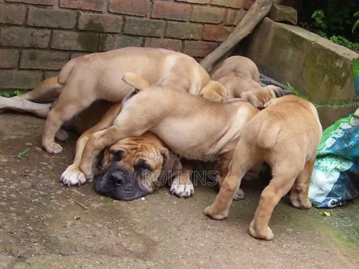 1-3 months Male Purebred Boerboel