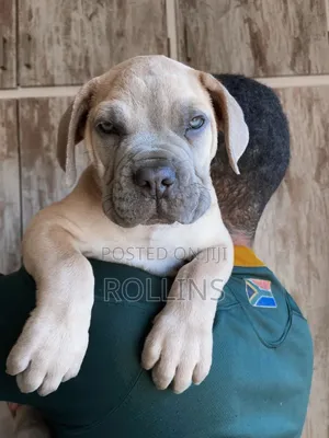 1-3 months Male Purebred Boerboel