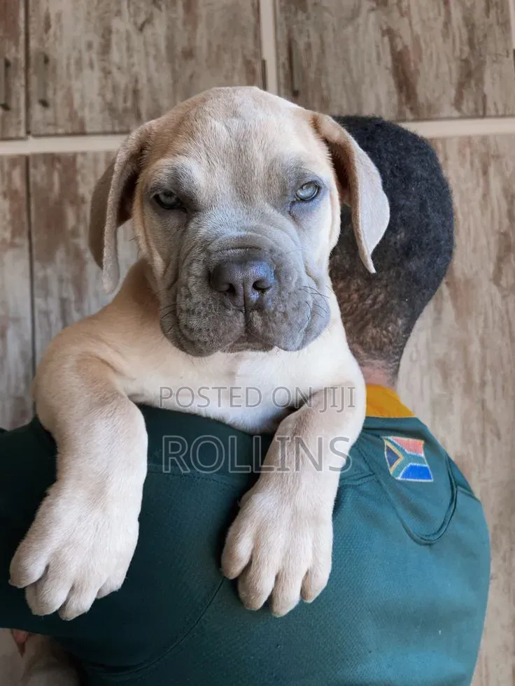1-3 months Male Purebred Boerboel