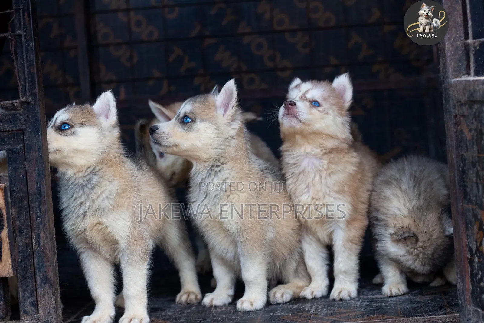 1-3 months Male Purebred Siberian Husky