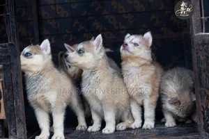 1-3 months Male Purebred Siberian Husky
