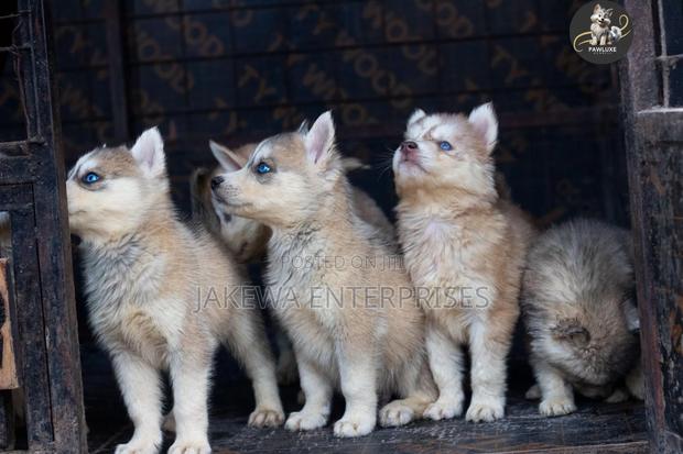 1-3 months Male Purebred Siberian Husky - main view