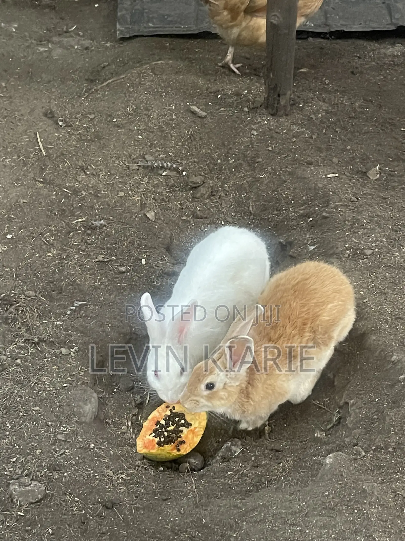 Rabbits for Sell