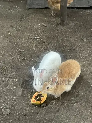 Rabbits for Sell
