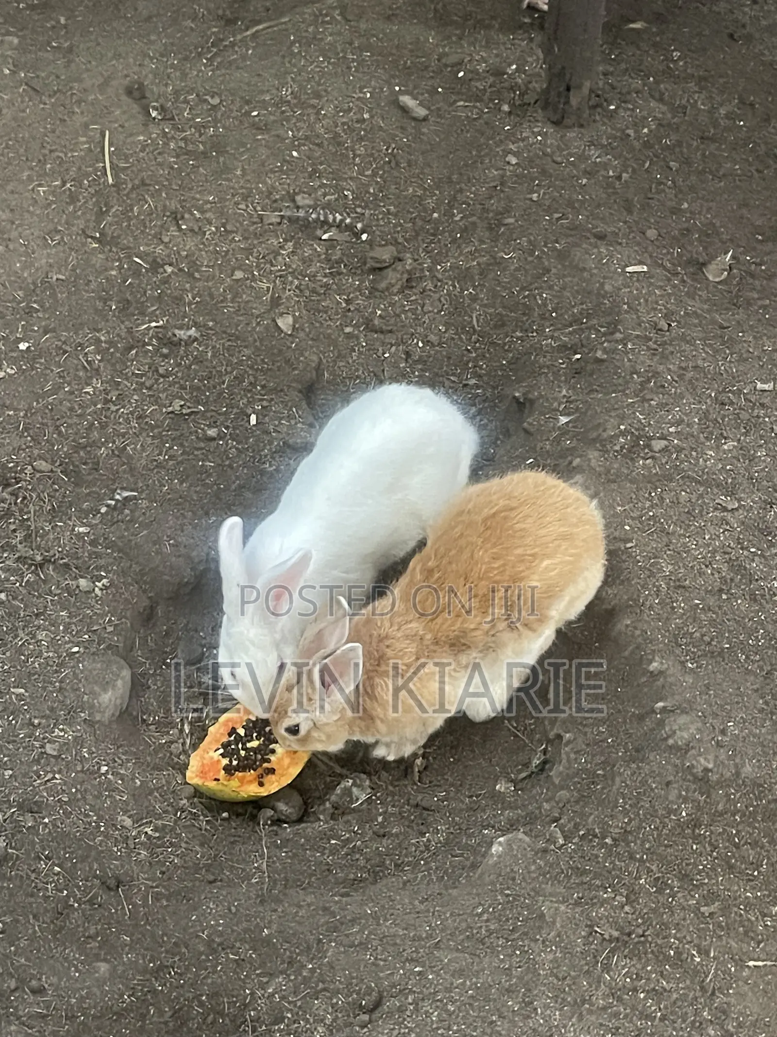 Rabbits for Sell
