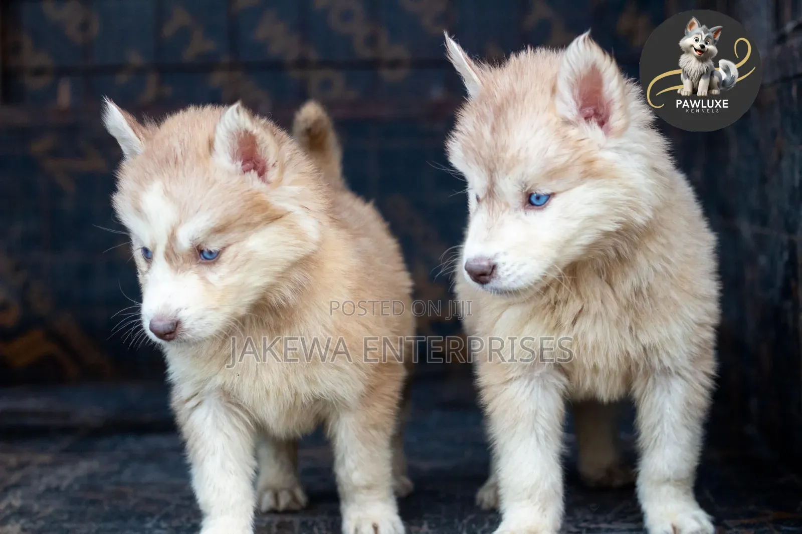 1-3 months Female Purebred Siberian Husky