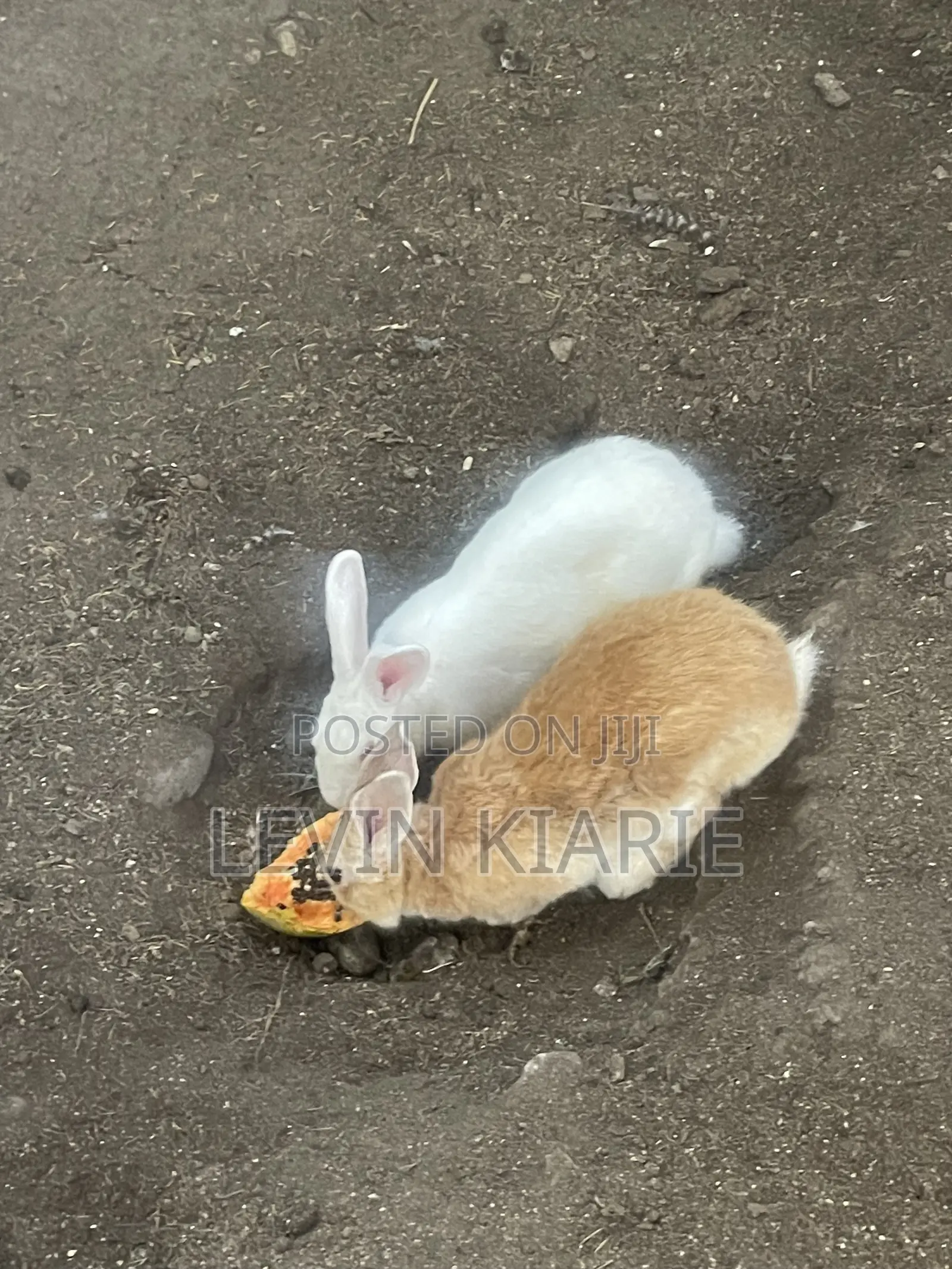 Rabbits for Sell