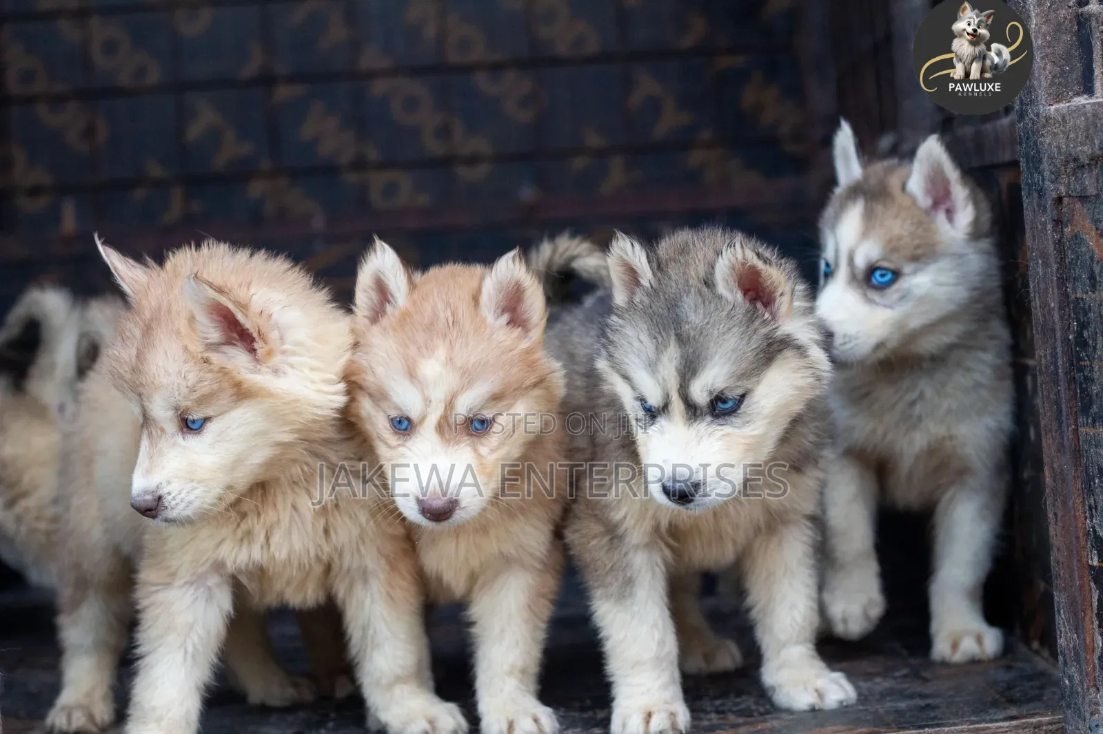 1-3 months Female Purebred Siberian Husky