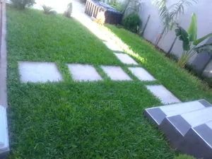 Pemba Green Grass