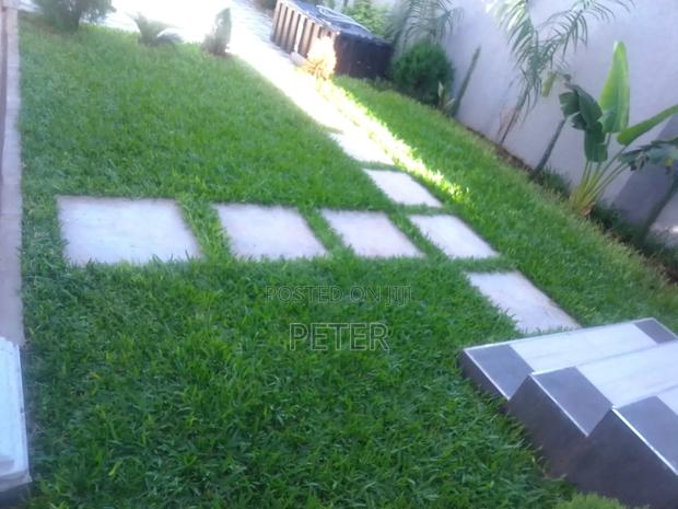 Pemba Green Grass