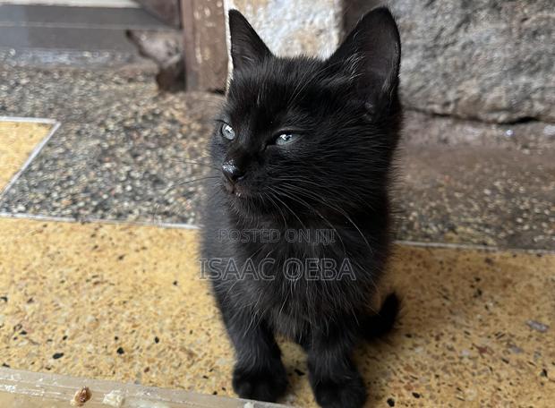 1-3 months Female Purebred Persian - thumbnail 8