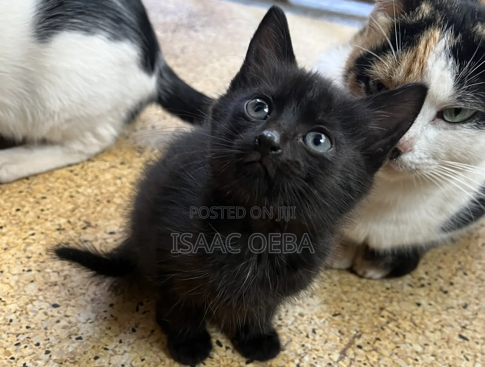1-3 months Female Purebred Persian