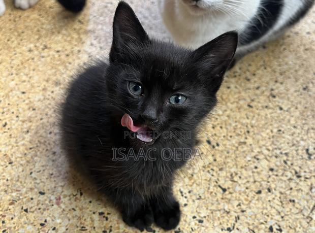1-3 months Female Purebred Persian - thumbnail 2