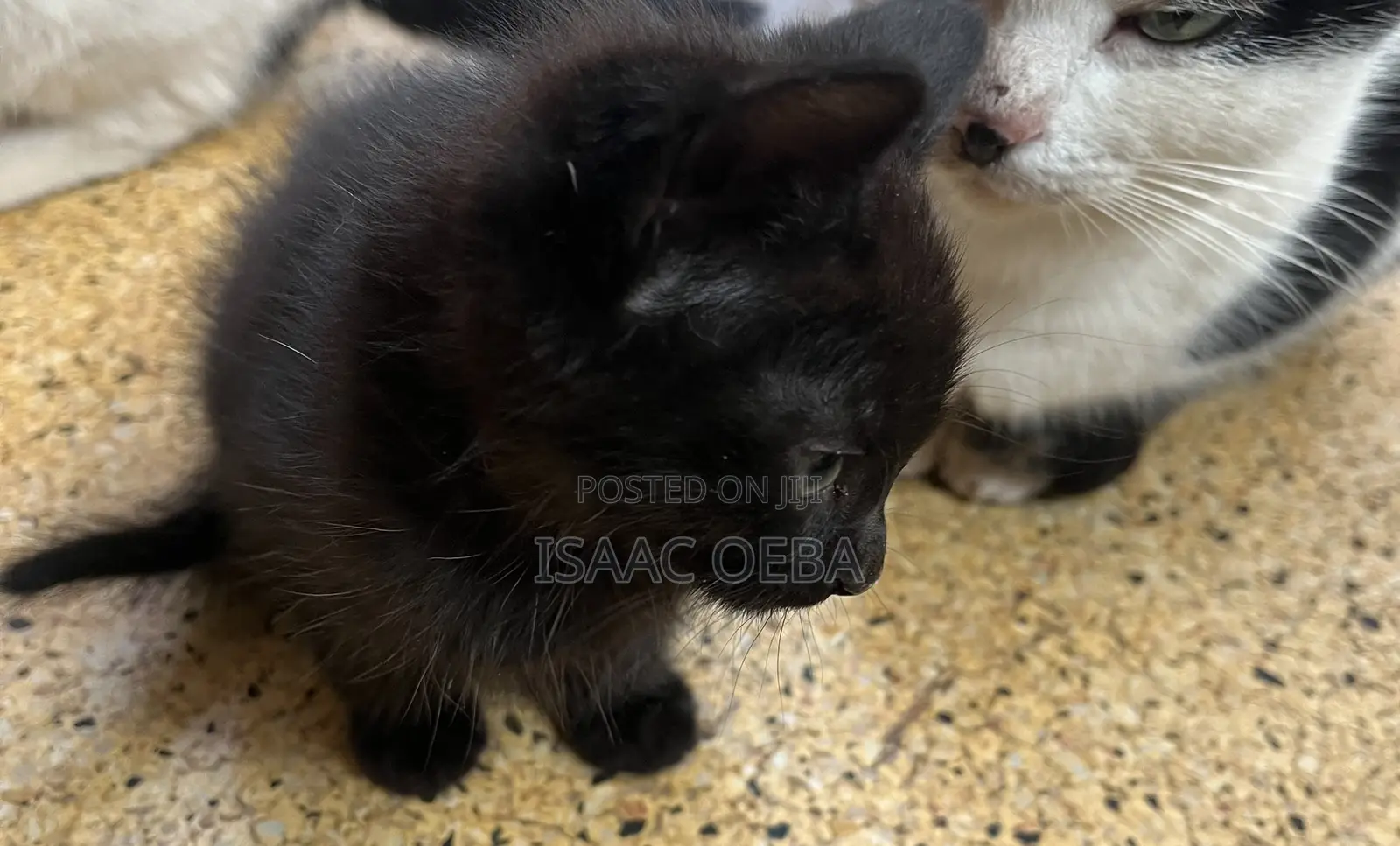 1-3 months Female Purebred Persian