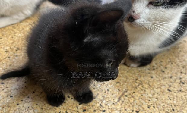 1-3 months Female Purebred Persian - thumbnail 9